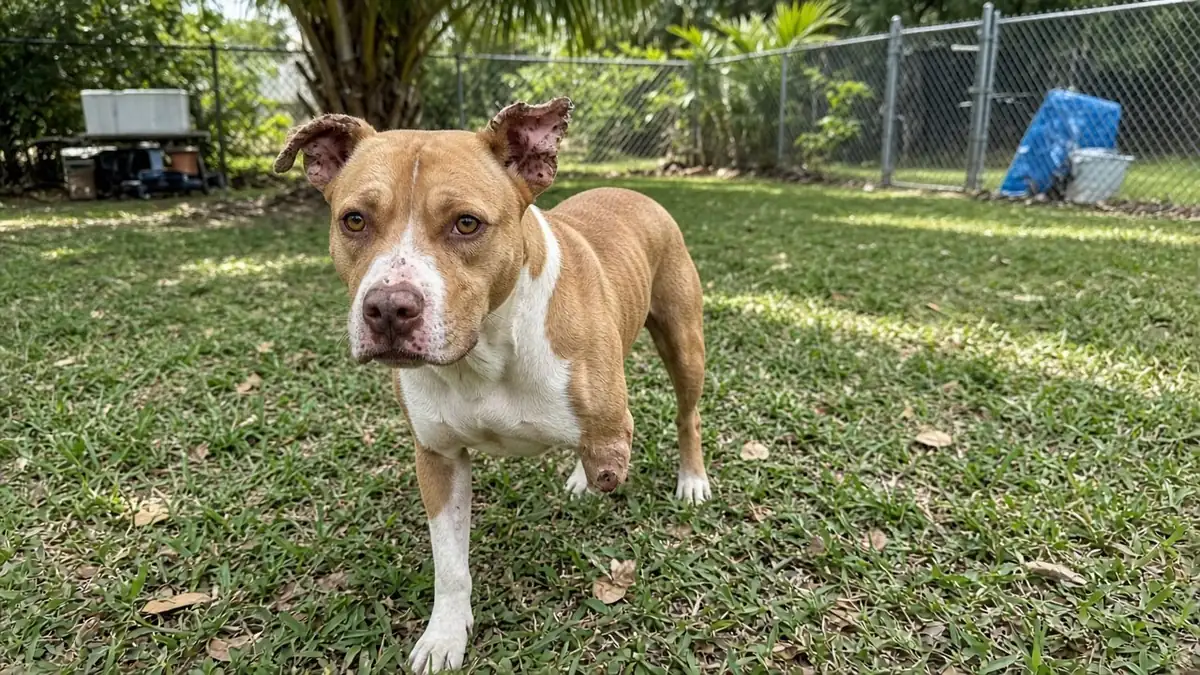 Illustrative photo: three-legged tan and white pit bull mix with a scarred face standing in a fenced yard