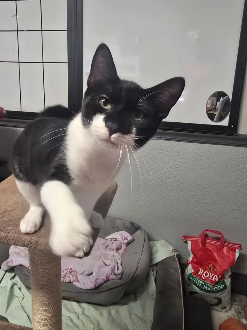 Batman, a black and white kitten, on a cat tree