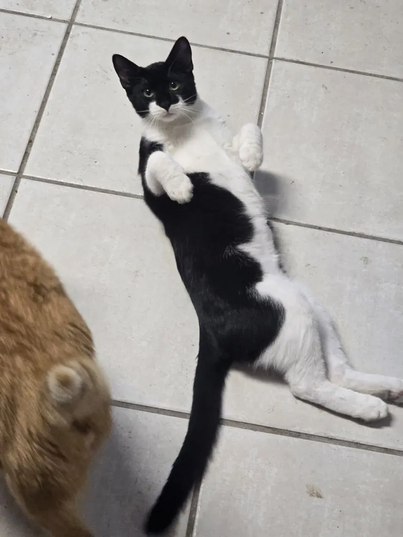 Batman stretching up playfully