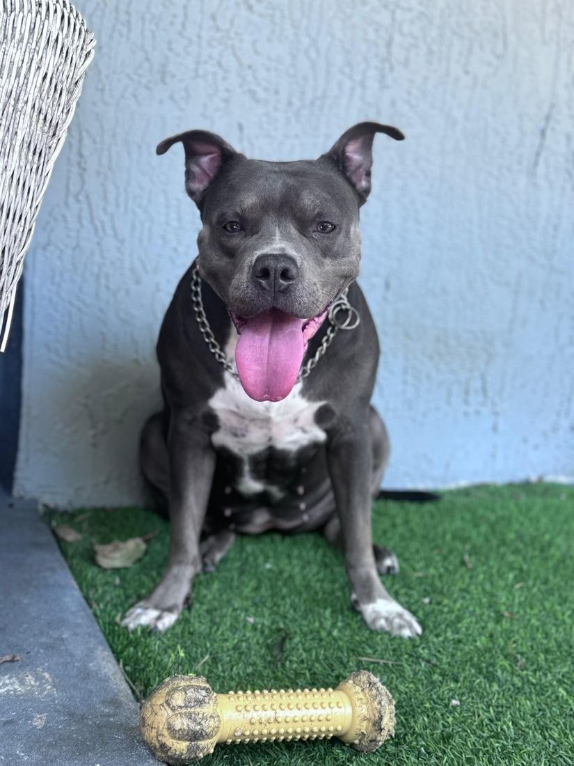 Belle, a gray pit bull with a white chest, sitting with her toy