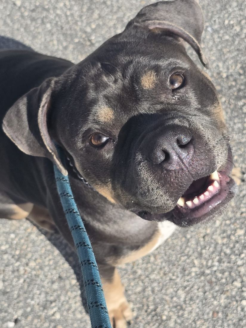 Biscuit, a gray and tan pocket bully, smiling at the camera