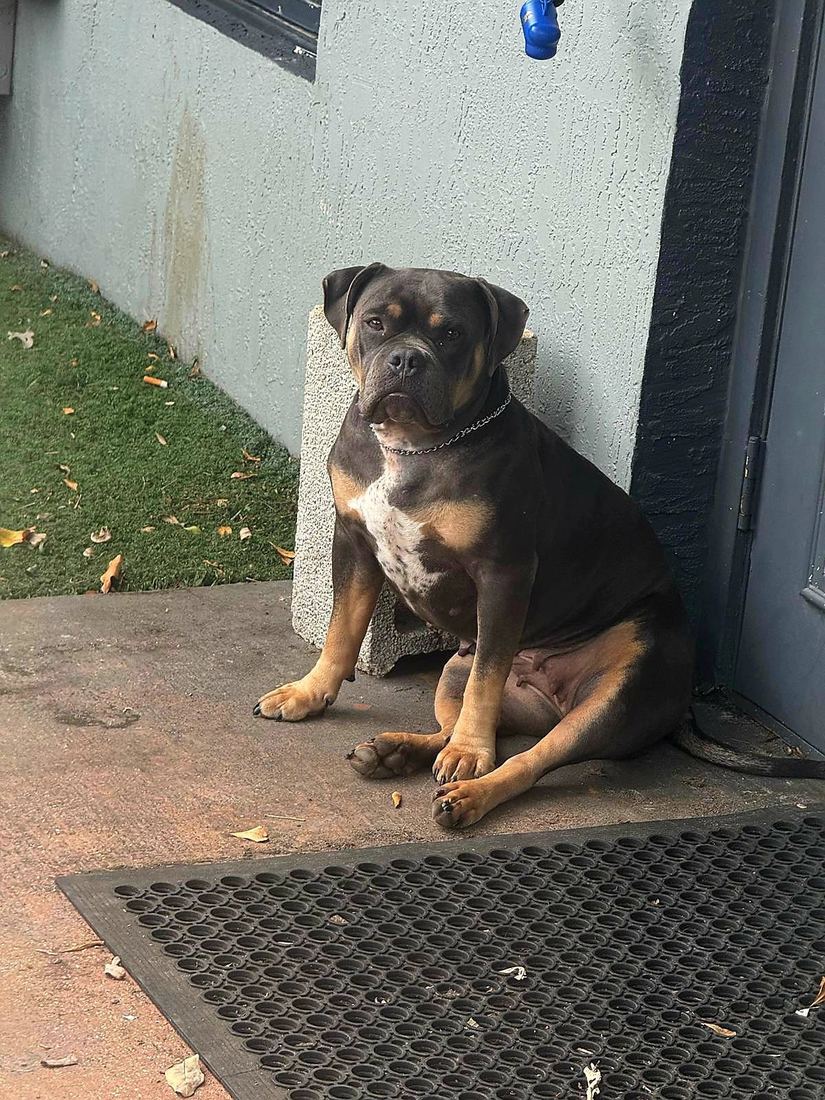 Biscuit sitting by the door