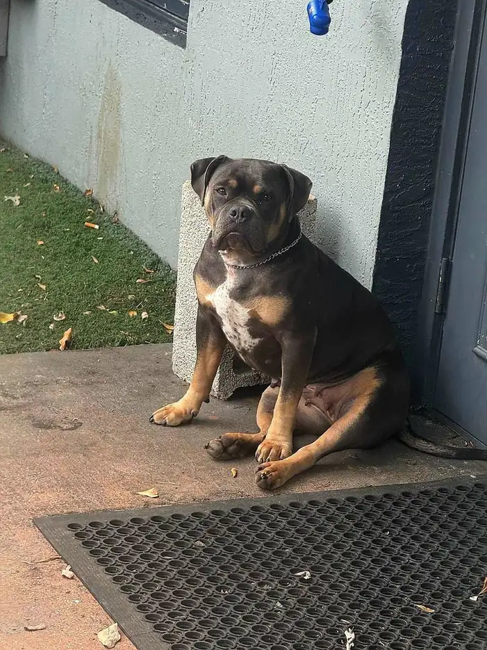 Biscuit sitting by the door