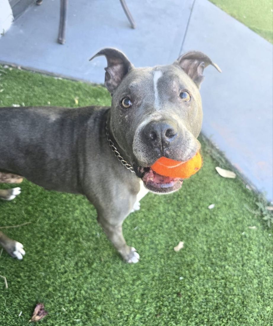 Blue, a gray senior pit bull, holding an orange ball