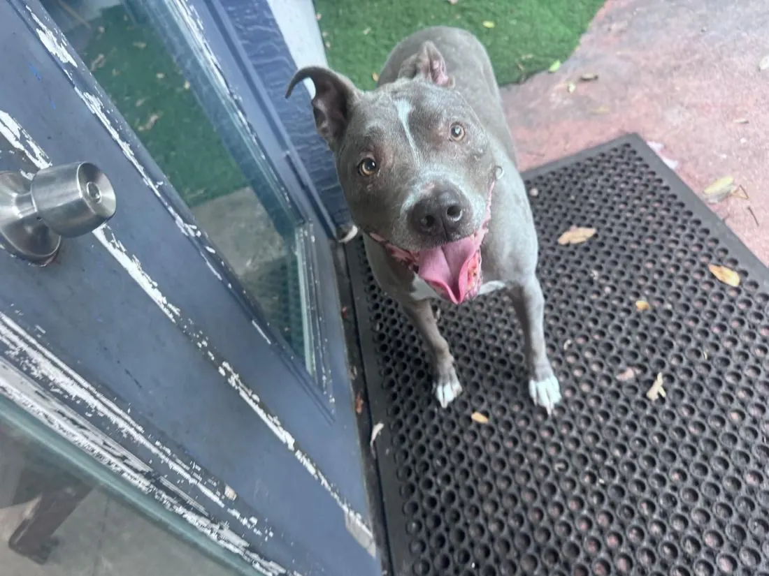 Blue standing on the door mat