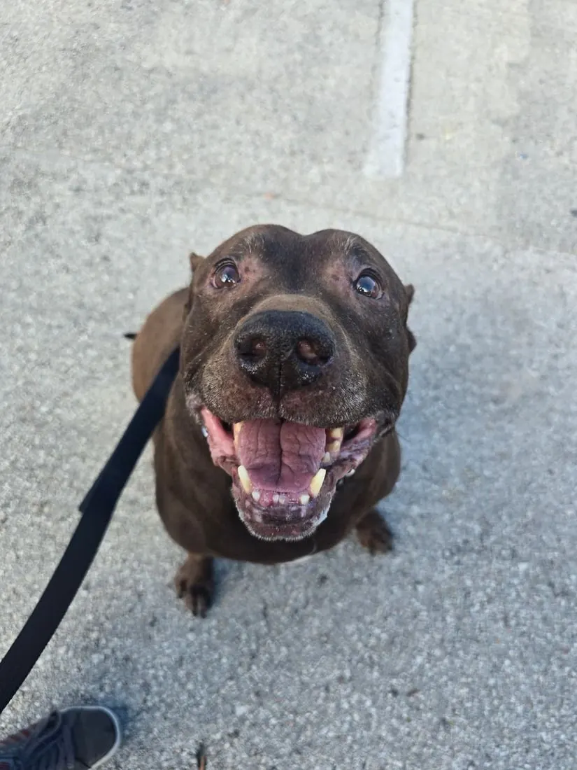 Buddy, a chocolate senior dog, grinning up at the camera