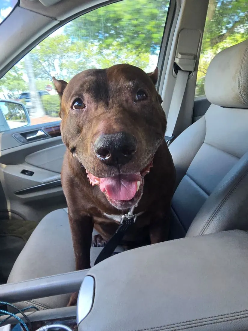 Buddy riding in the front seat of a car