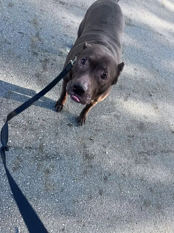 Buddy on a walk