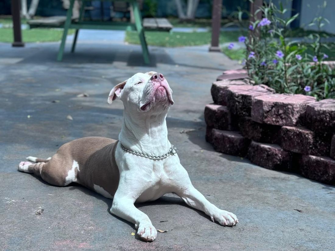 Cletus, a white and fawn pit bull, lying in the sun on the patio with his face turned up
