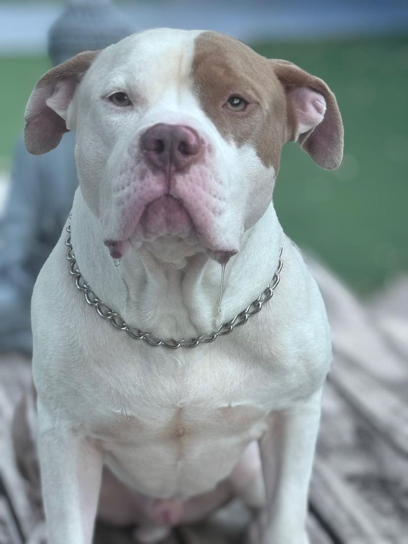 Cletus sitting and looking at the camera
