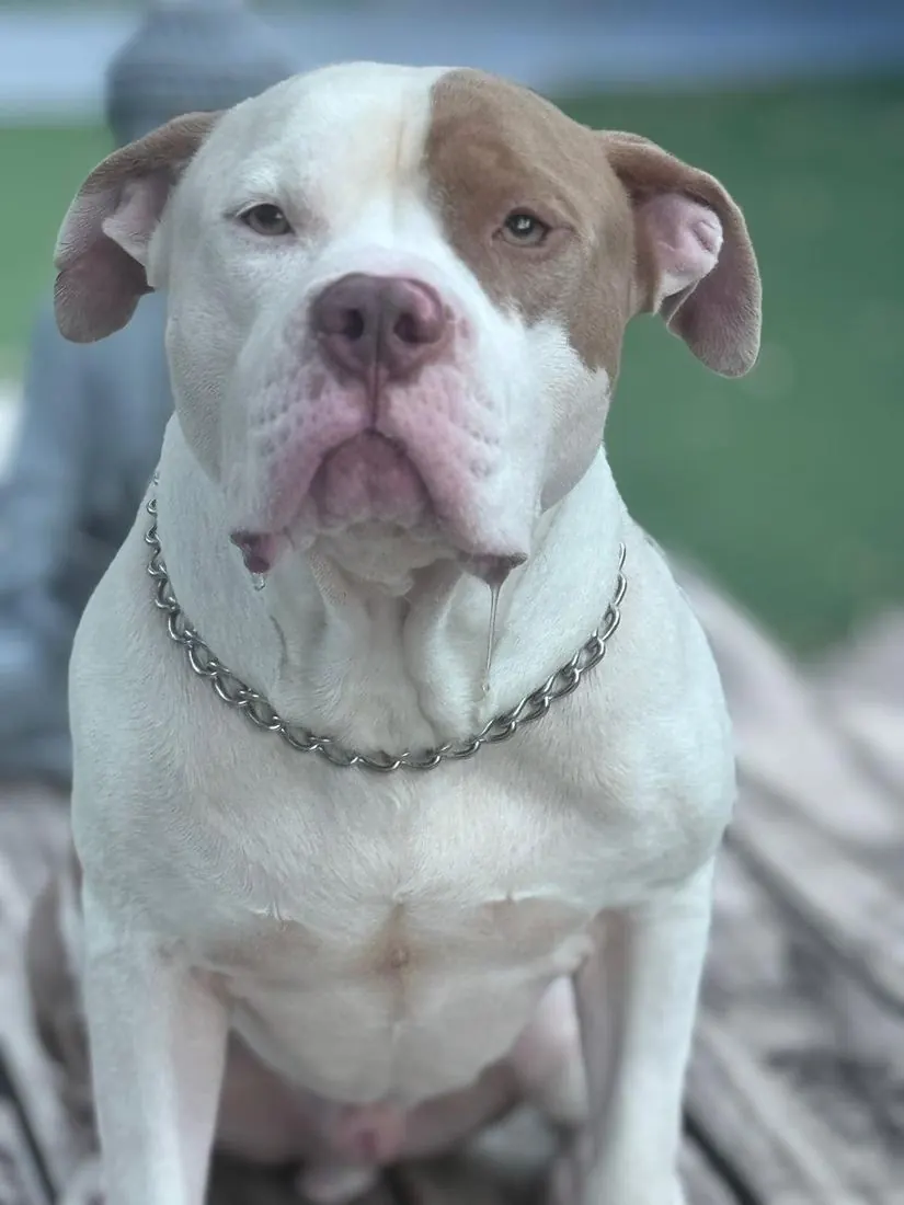 Cletus sitting and looking at the camera