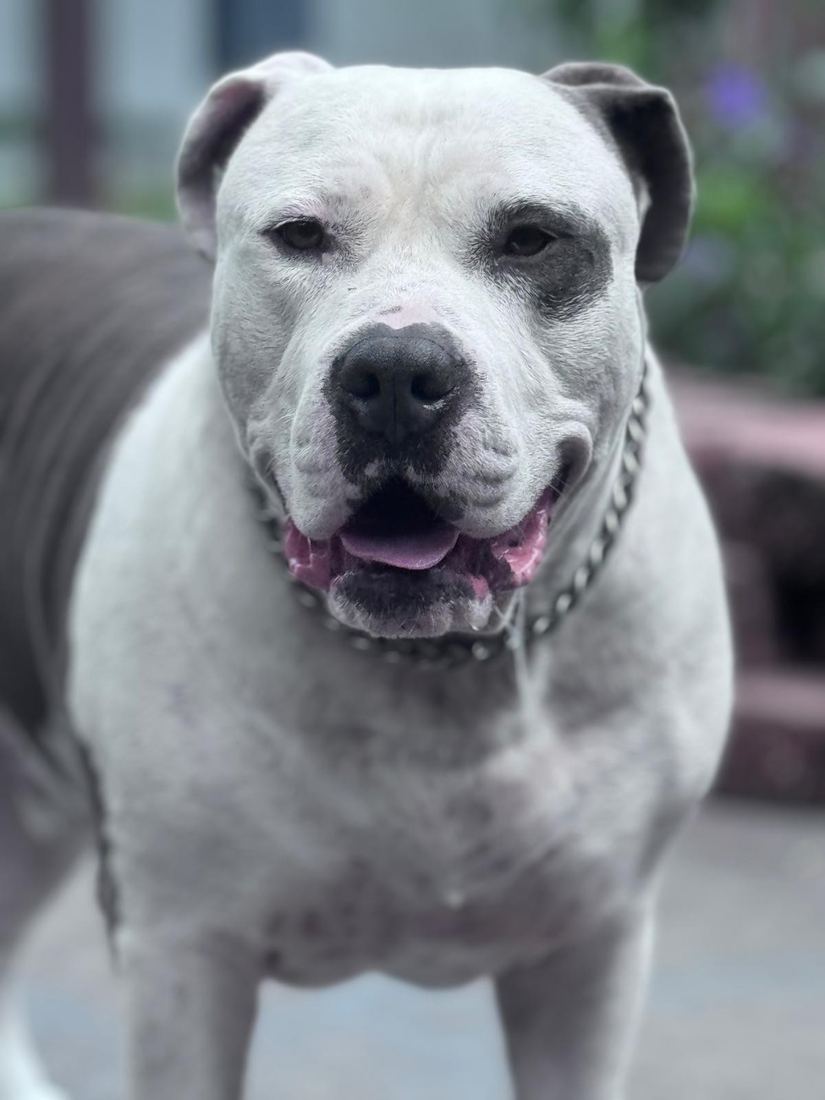 Debarkus, a white and gray pit bull, smiling