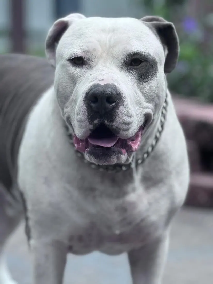 Debarkus, a white and gray pit bull, smiling