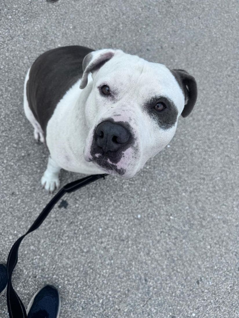Debarkus sitting on a walk