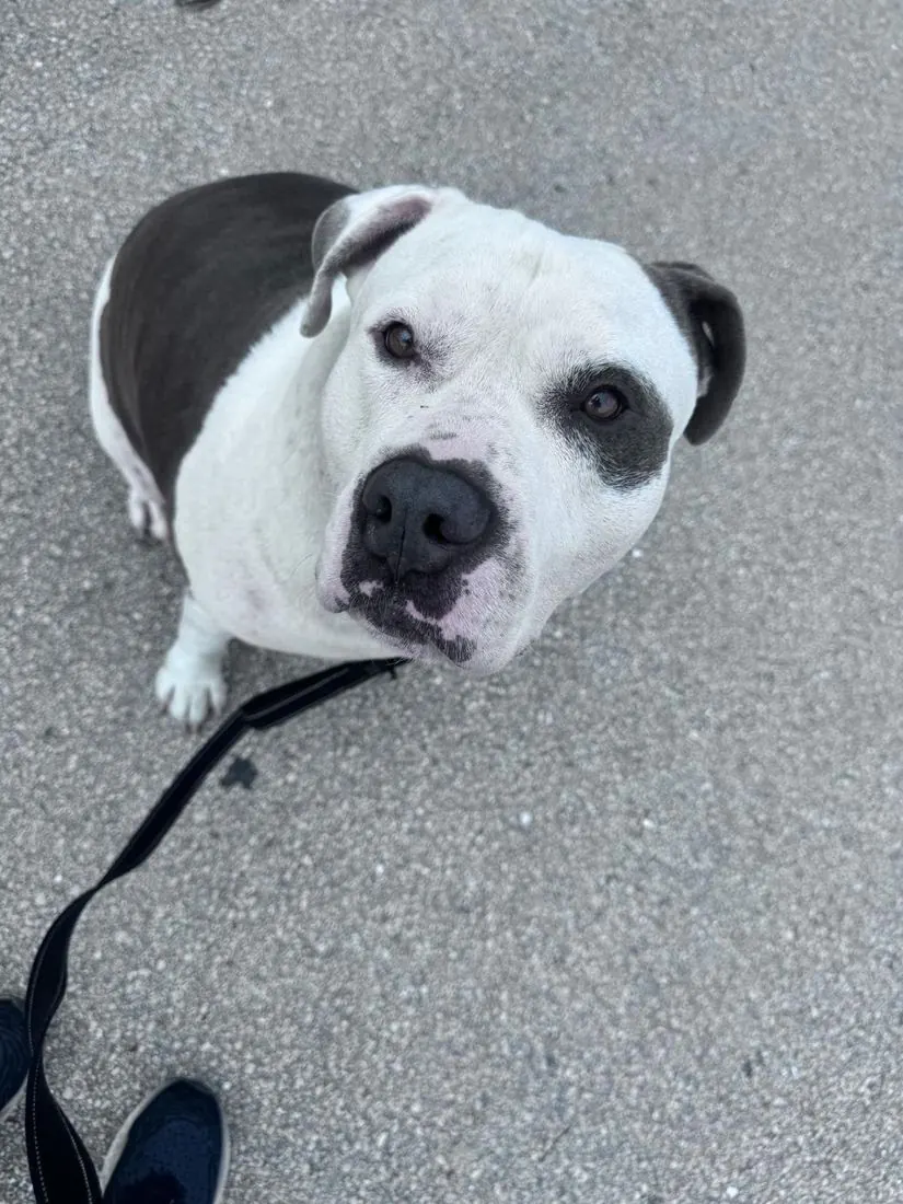 Debarkus sitting on a walk