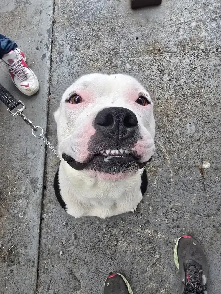 Ghost, adopted from Blue Waters Dog Rescue, smiling at the camera
