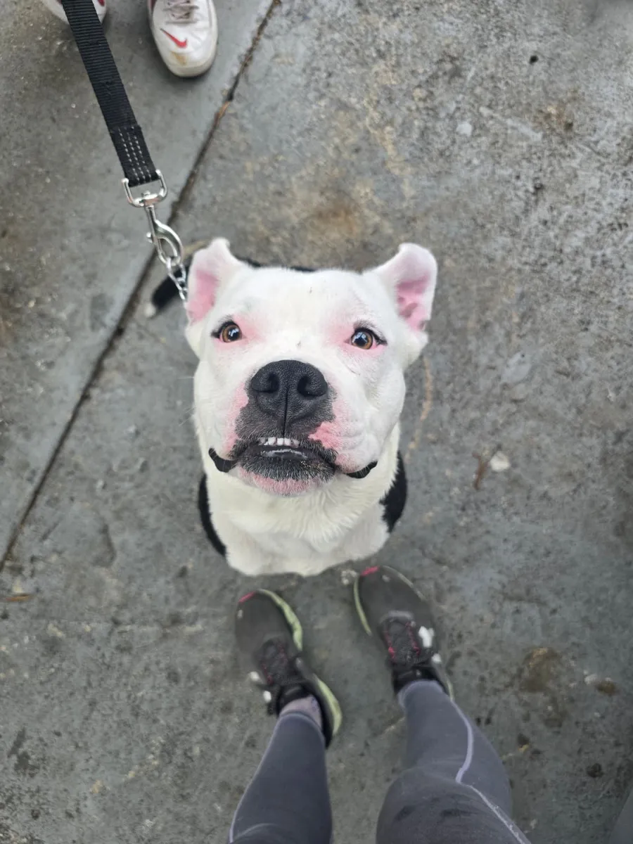 Ghost, adopted from Blue Waters Dog Rescue, looking up