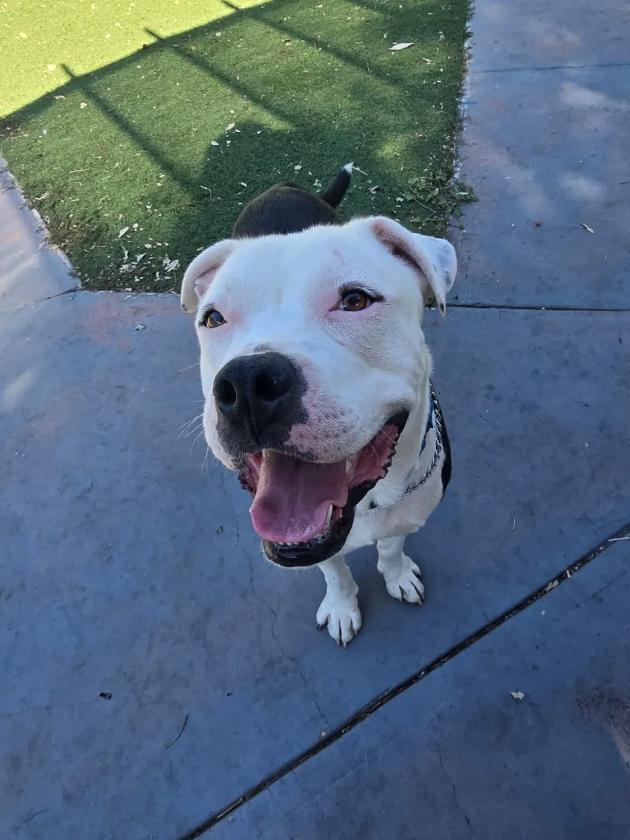 Ghost, adopted from Blue Waters Dog Rescue, lying in a yard
