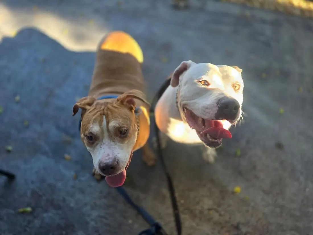 Hughy (left) and Debarkus (right) on an evening walk