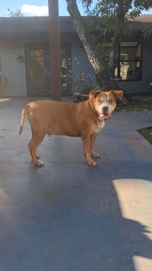 Hughy, a tan dog with a white face, standing in the sun on the patio