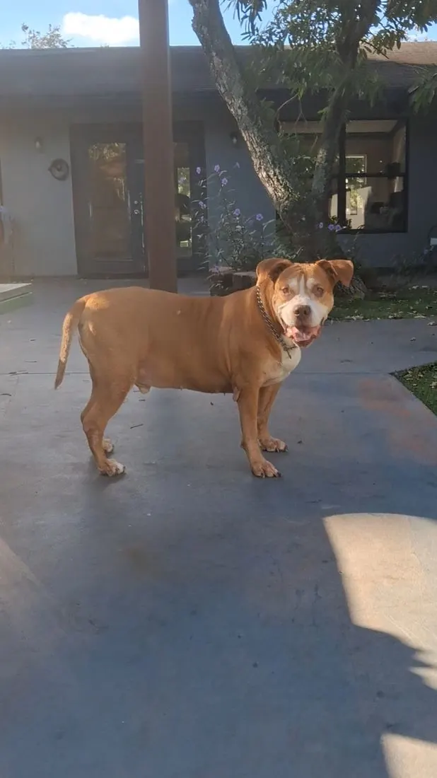 Hughy, a tan dog with a white face, standing in the sun on the patio