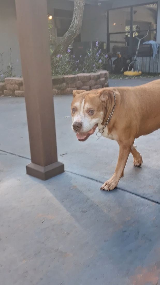 Hughy walking across the patio