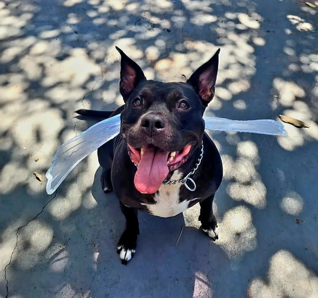 Lady, a black dog with tall ears and a pink collar, smiling