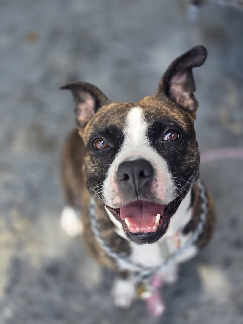 Liberty, a brindle dog with a white face blaze, smiling