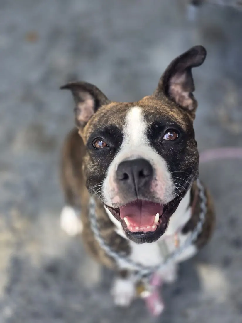 Liberty, a brindle dog with a white face blaze, smiling