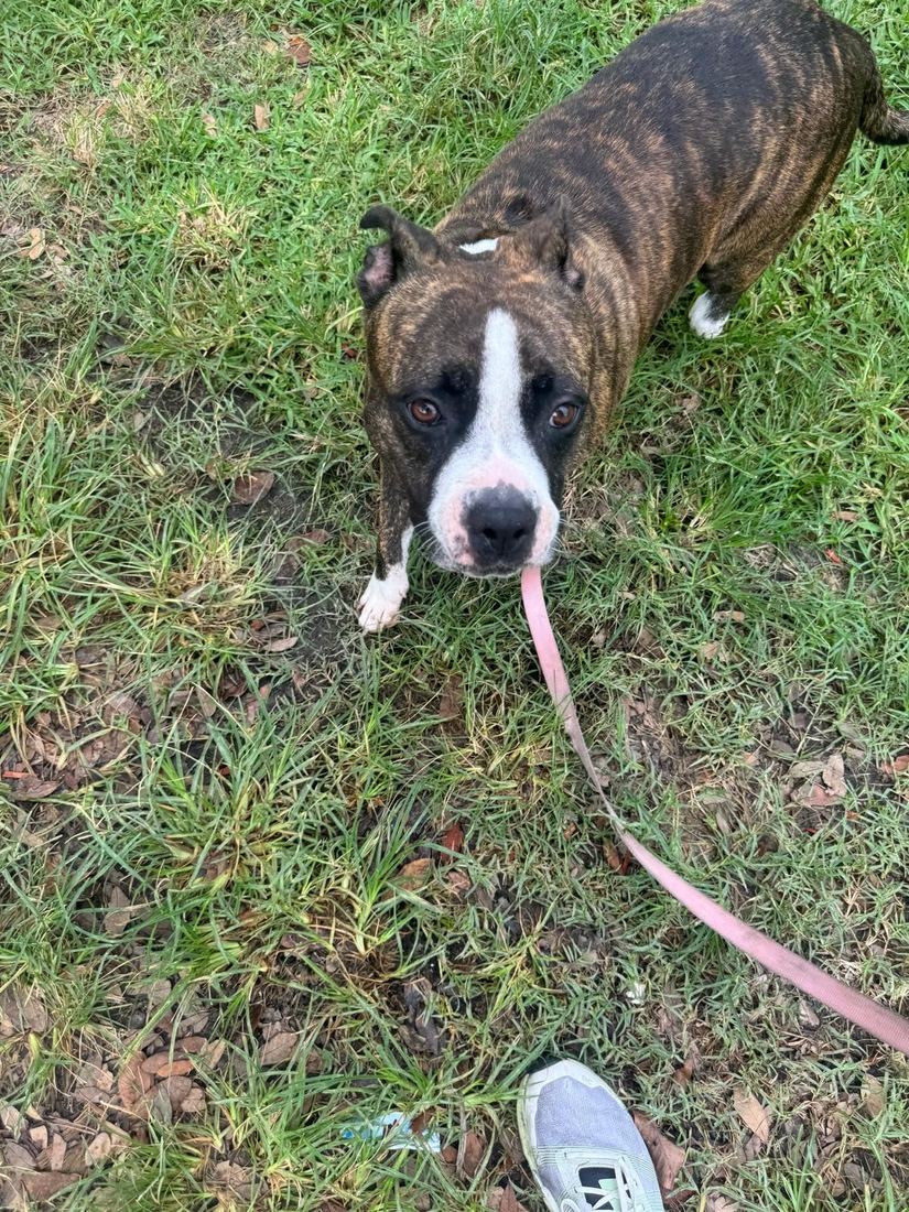 Liberty on a walk in the grass