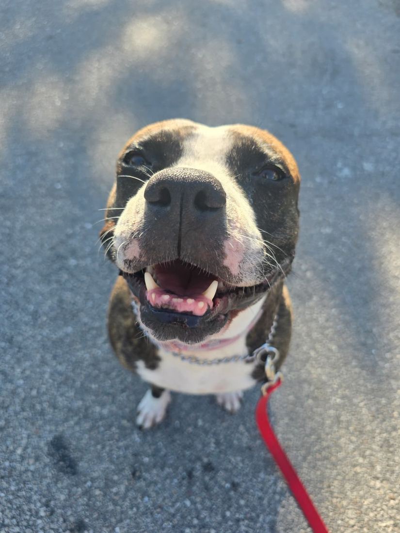 Liberty looking up on a walk