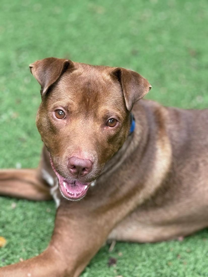Lottie, a red-brown dog with a blue collar, relaxing on artificial grass