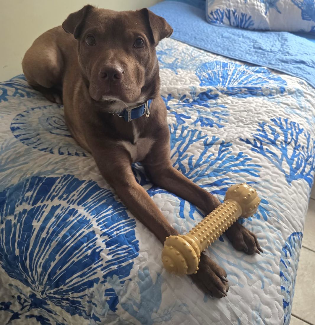 Lottie on a bed with her favorite bone