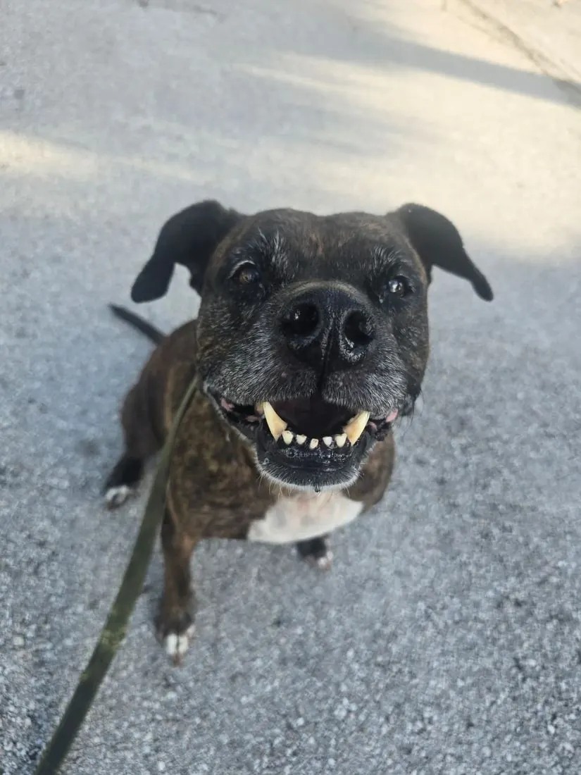 Tig, a dark brindle senior dog, smiling up at the camera