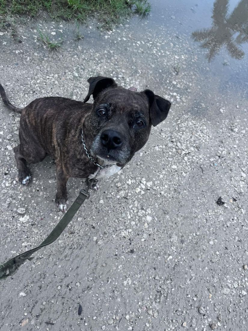 Tig on a walk