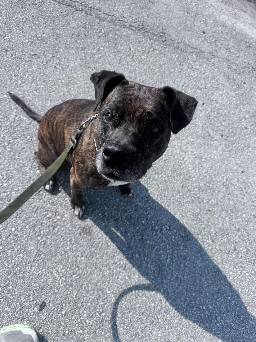 Tig standing in the sun on a walk