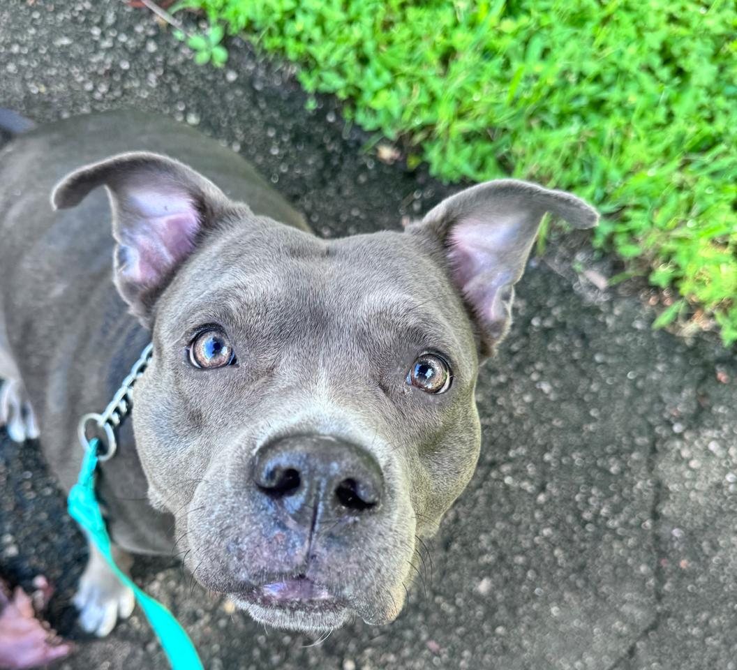 Belle looking up at the camera on a walk