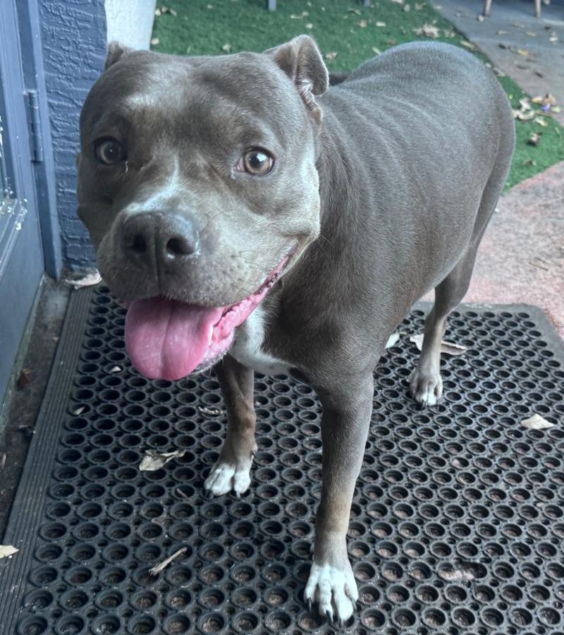 Belle smiling with her tongue out on the door mat