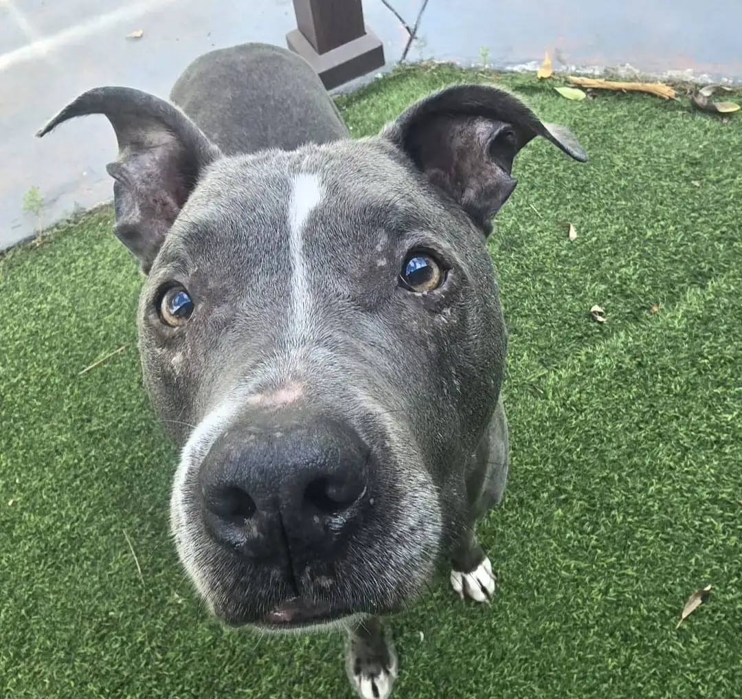 Blue, a gray senior pit bull with a white blaze, looking up at the camera