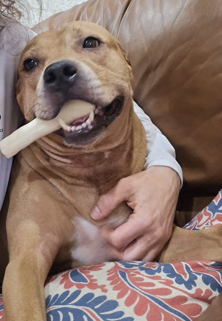 Brie, a tan dog, cuddled on a lap with a chew in her mouth